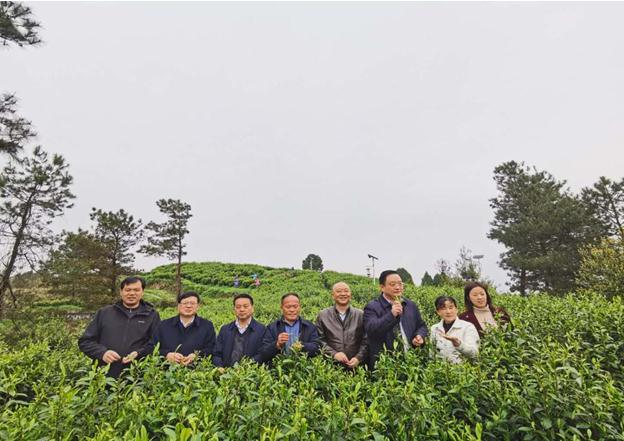 公司負責（zé）人陪同省供（gòng）銷社、湘西州領導一行調（diào）研我司青幹村茶葉扶貧示範基地